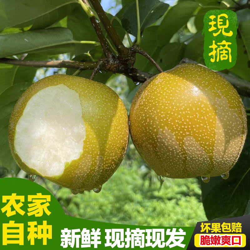 翠冠梨产地看货论价保质保量量大从优支持发货