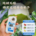 翠冠梨产地看货论价保质保量量大从优支持发货