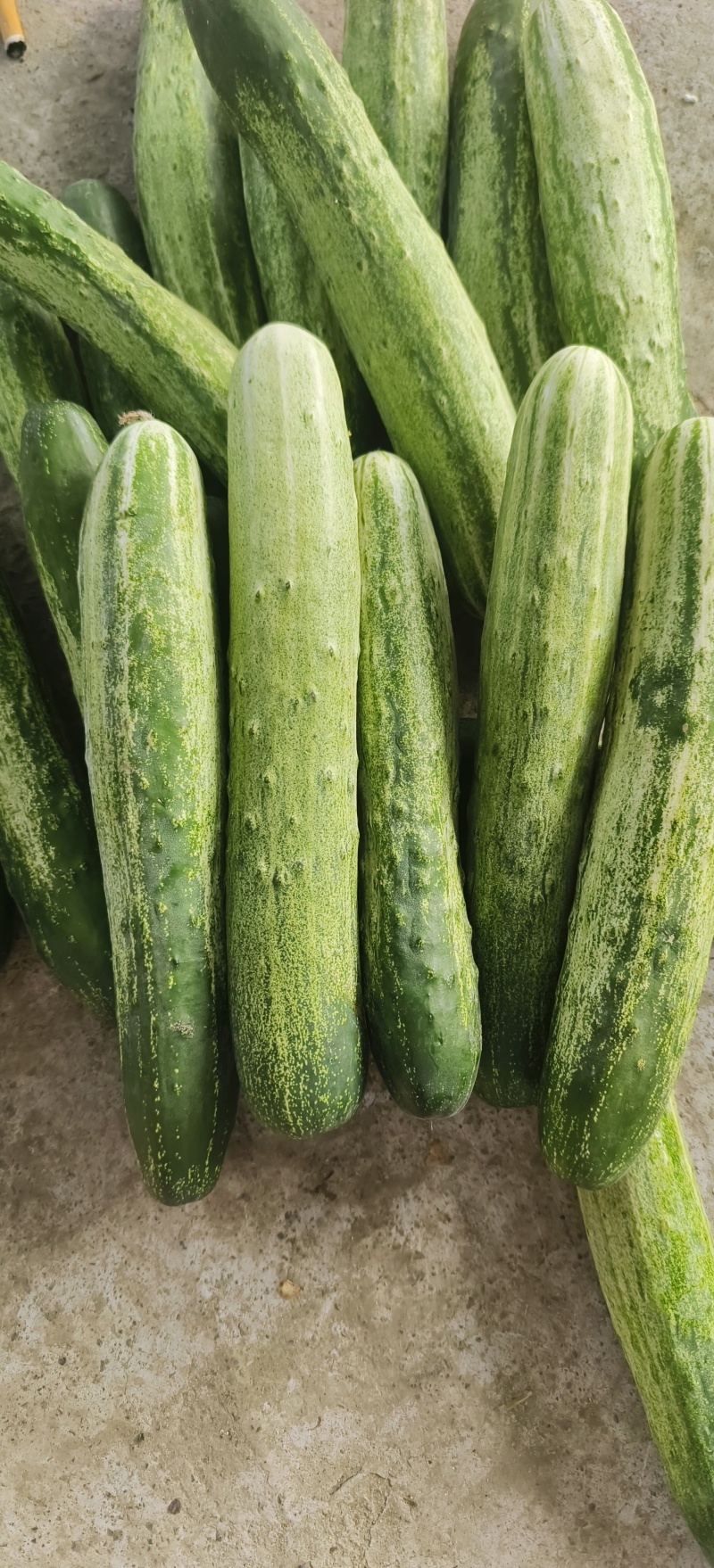旱黄瓜《燕白黄瓜》产地一手货源，大量供货中。