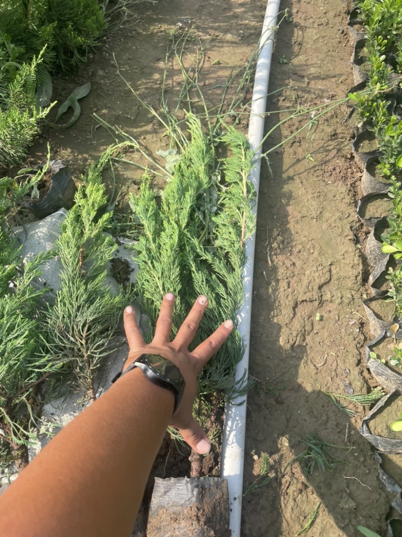 小龙柏