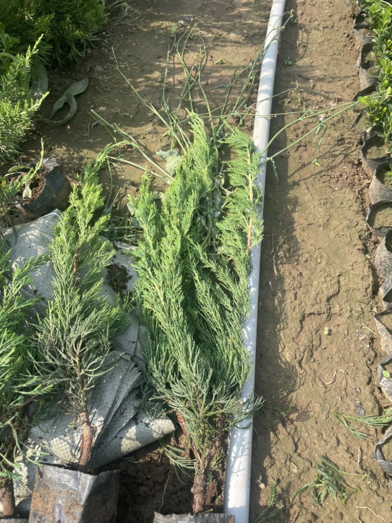 小龙柏