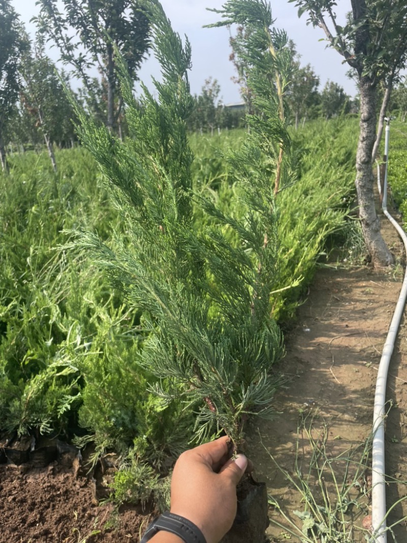小龙柏