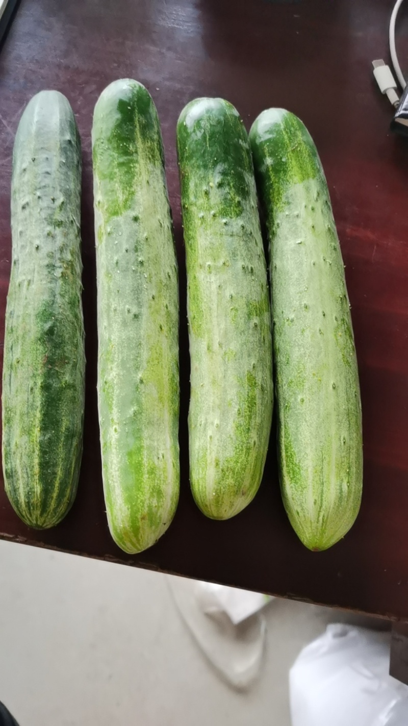 旱黄瓜燕白