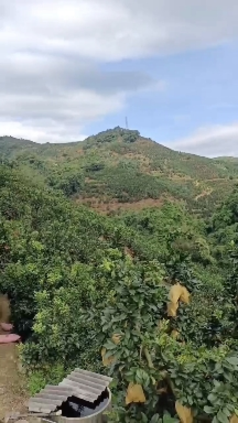 平和琯溪蜜柚预售，目前只有海南柚，正宗平和琯溪蜜柚预售