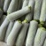 云南绿皮西葫芦三月瓜大量上市电商市场欢迎来电合作