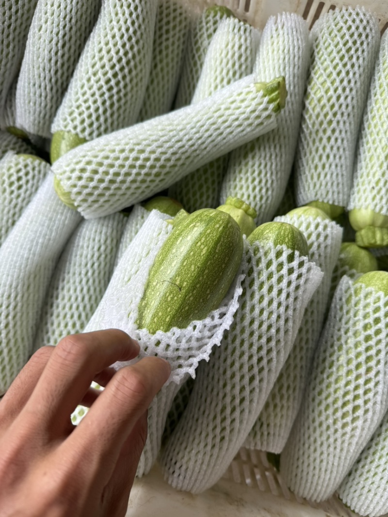 云南绿皮西葫芦三月瓜大量上市电商市场欢迎来电合作