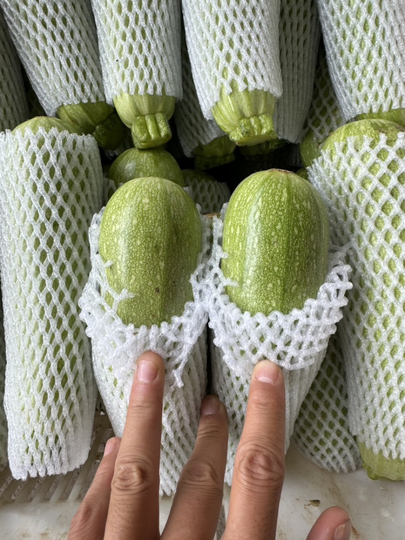 云南绿皮西葫芦三月瓜大量上市电商市场欢迎来电合作
