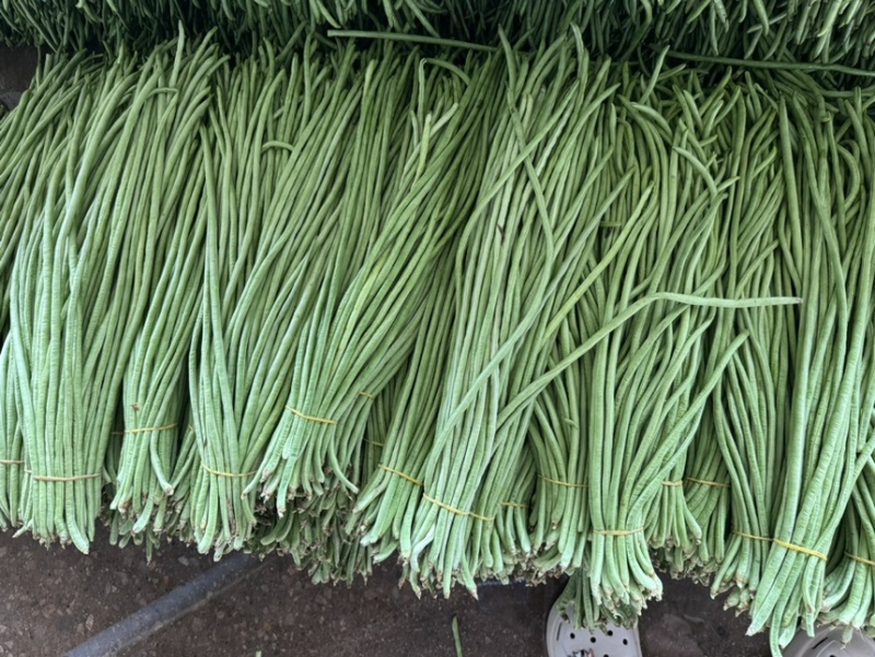 云南精品豇豆长豆角大量上市电商市场欢迎来电合作