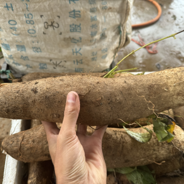 云南精品灵芝山药大量上市电商市场各种欢迎合作
