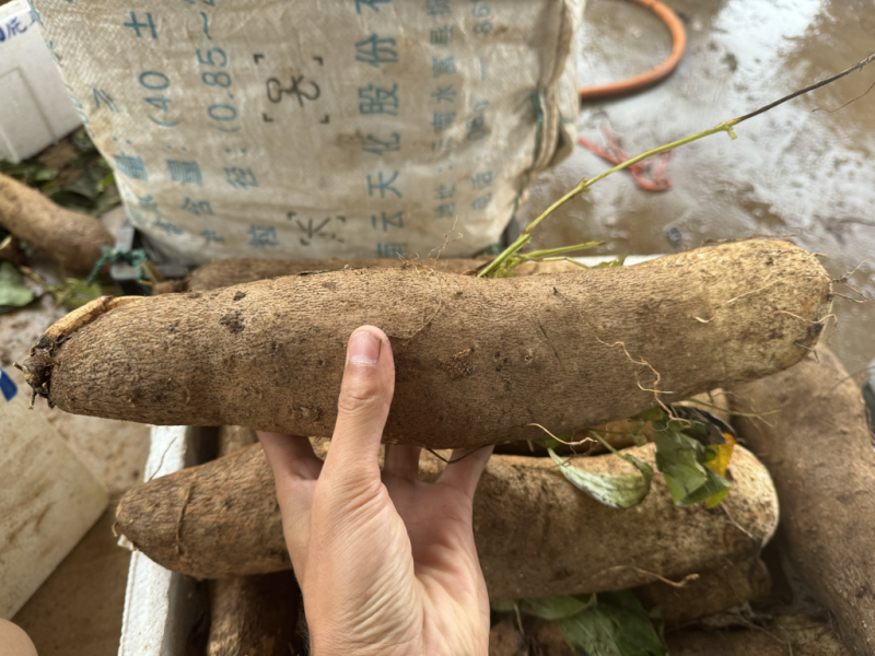 云南精品灵芝山药大量上市电商市场各种欢迎合作