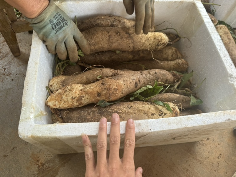 云南精品灵芝山药大量上市电商市场各种欢迎合作