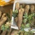 云南精品灵芝山药大量上市电商市场各种欢迎合作