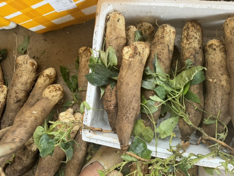 云南精品灵芝山药大量上市电商市场各种欢迎合作