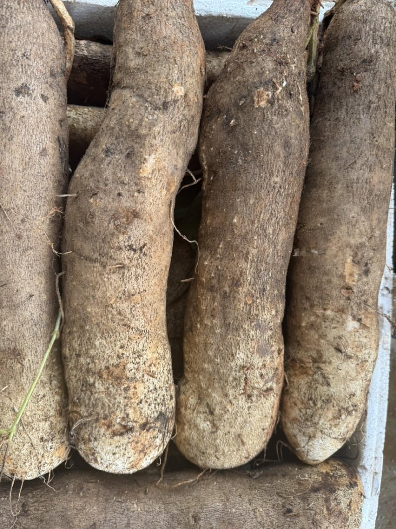 云南精品灵芝山药大量上市电商市场各种欢迎合作