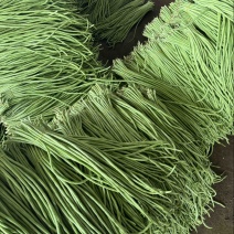云南精品豇豆长豆角大量上市电商市场欢迎来电合作