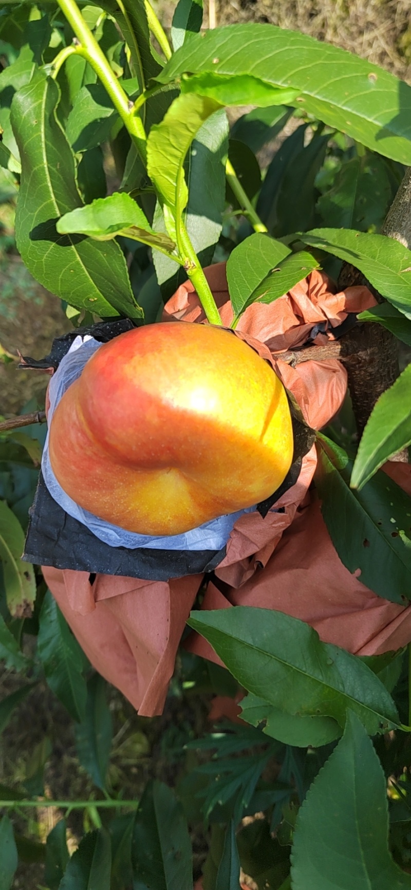 油蟠