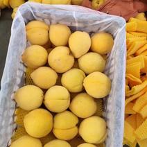 湖北枣阳锦绣黄桃，可视频，产地直供货，货源充足