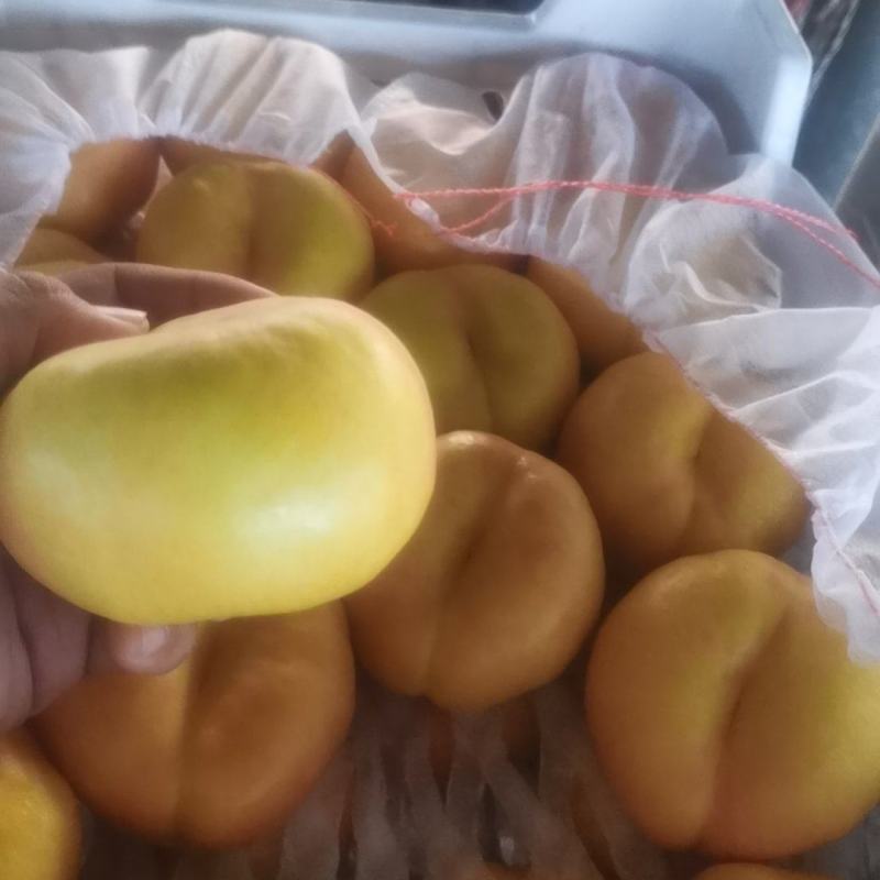 油蟠桃大量上市啦