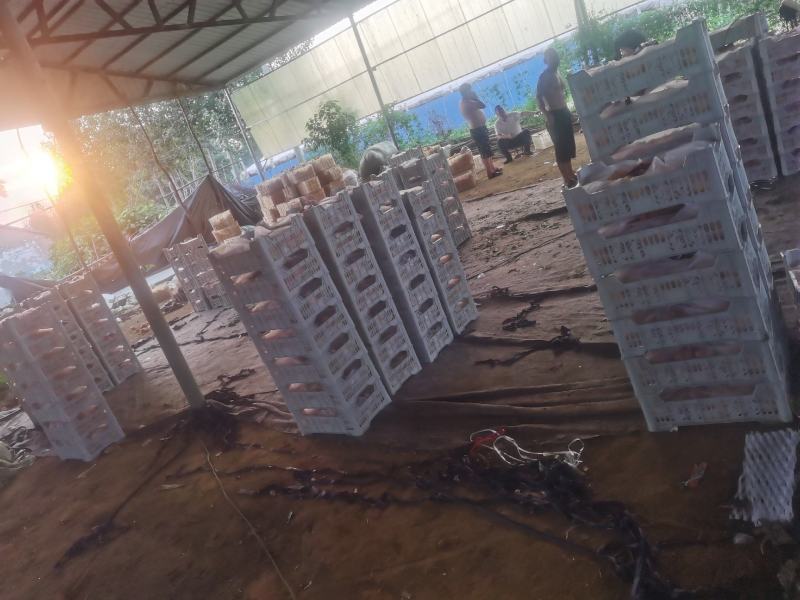 油蟠桃大量上市啦