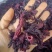 玫瑰茄洛神花红桃K玫瑰茄干货大货供应花茶泡水