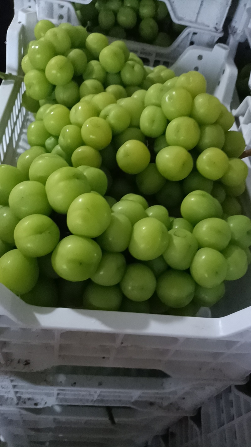 阳光玫瑰