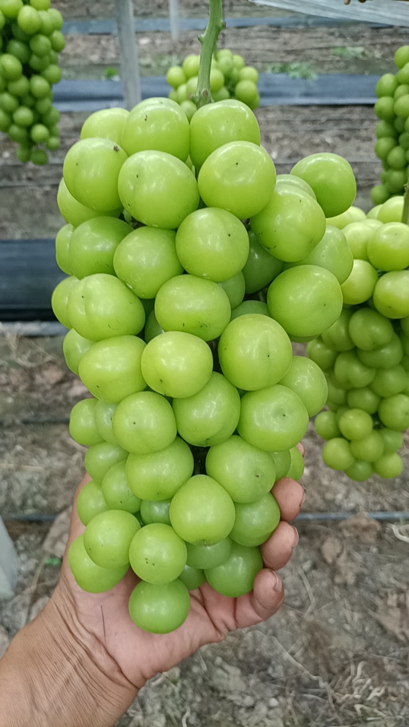 阳光玫瑰