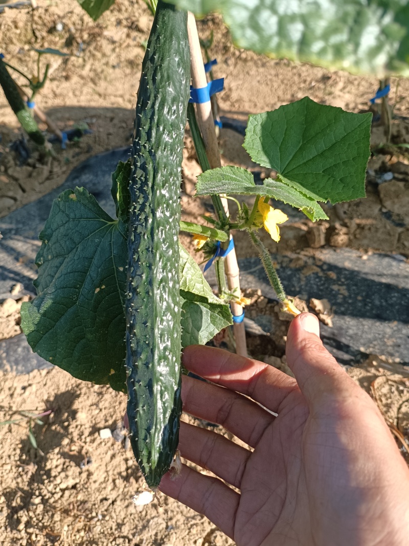 贵州精品黄瓜，口感好耐运输