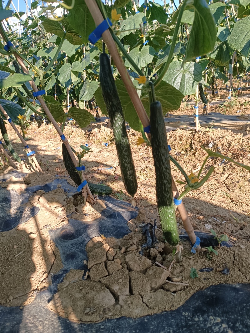 贵州精品黄瓜，口感好耐运输
