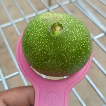 青皮核桃，礼品2号产地直销，保质保量，量大从优