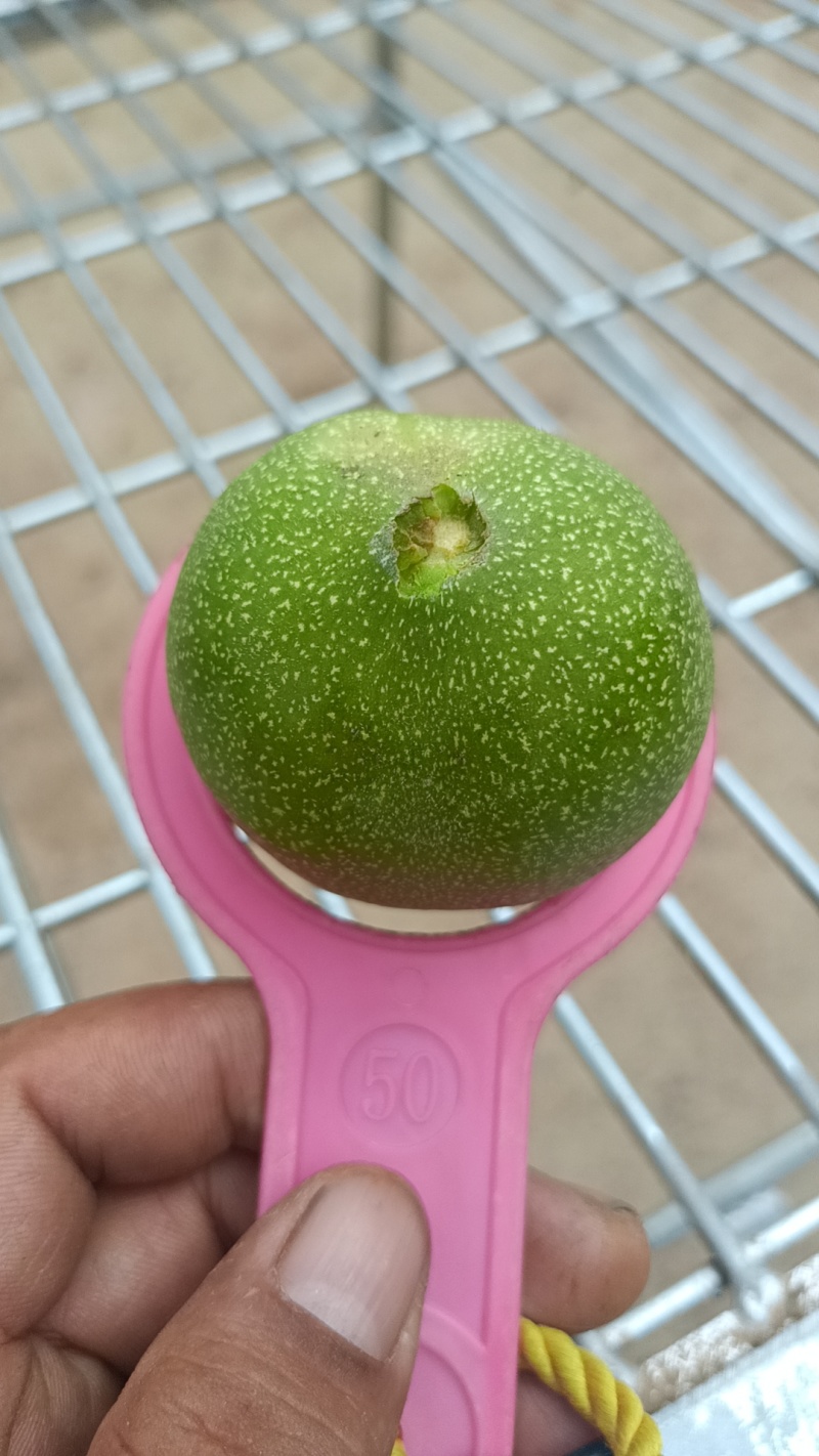 青皮核桃，礼品2号产地直销，保质保量，量大从优