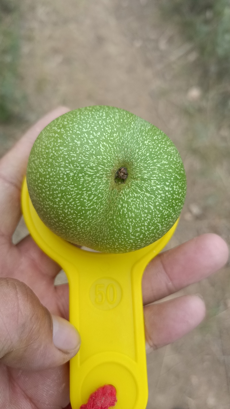 青皮核桃，礼品2号产地直销，保质保量，量大从优