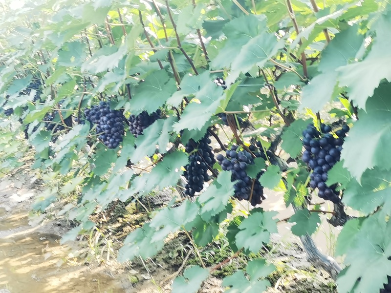陆地夏黑葡萄