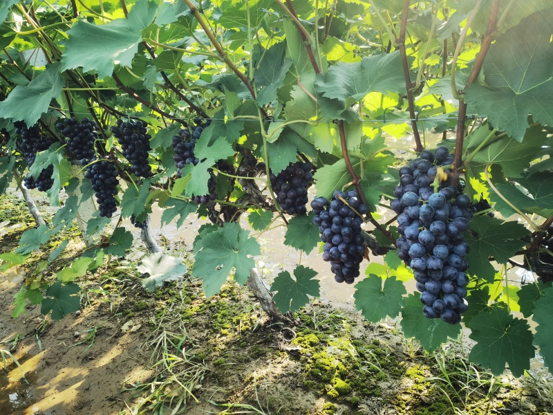 陆地夏黑葡萄