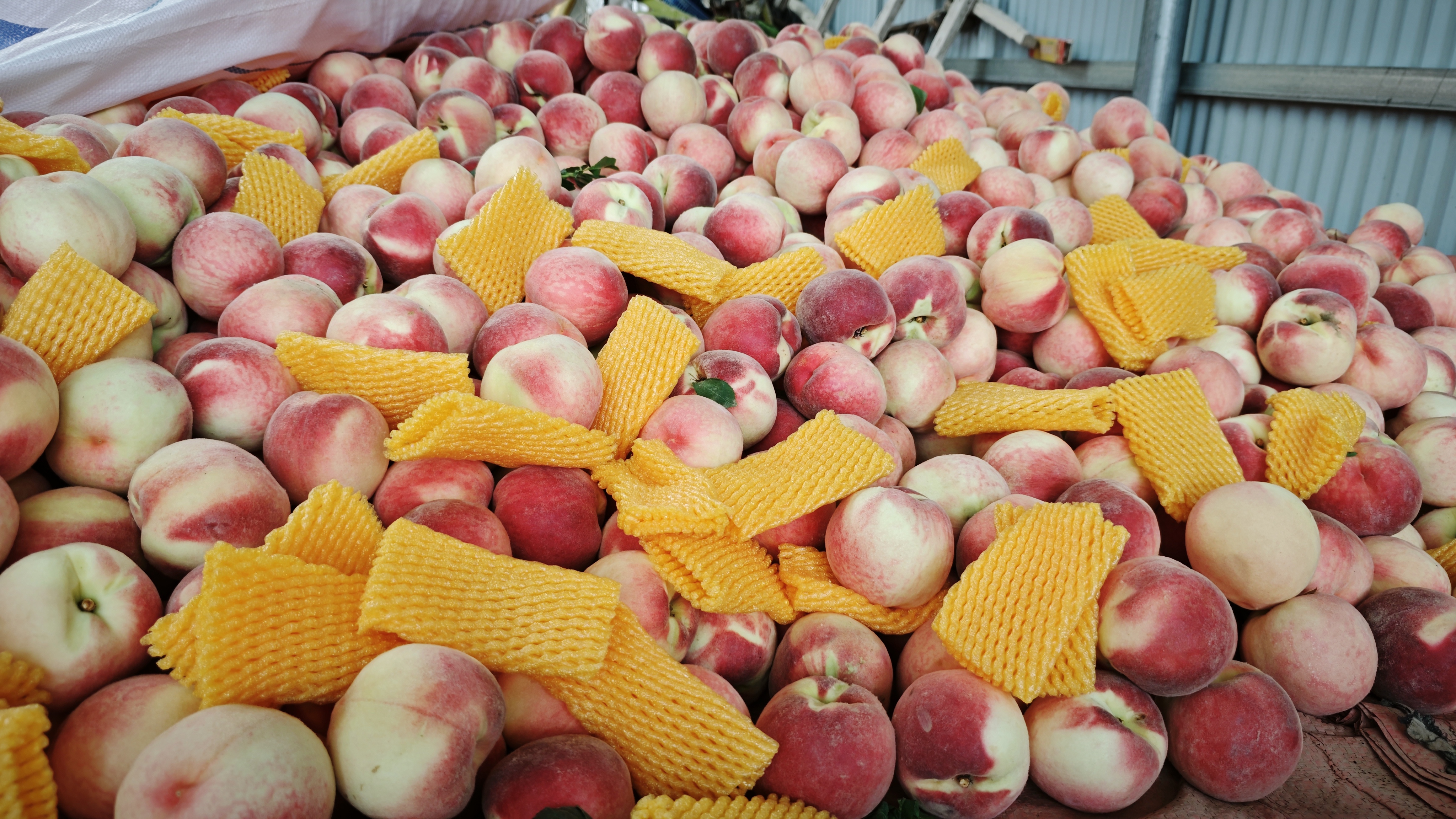 并列展示一颗油桃和一颗水蜜桃,清晰对比它们的外观差异 油桃与水蜜桃对比图