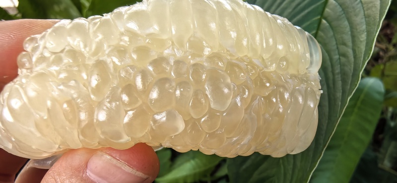 东式枣柚子