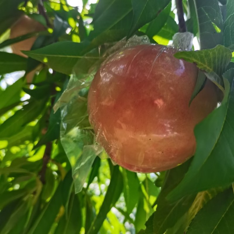 阿富白桃子上市了