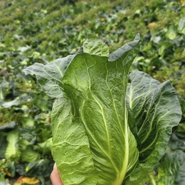 高山冷凉牛心甘蓝