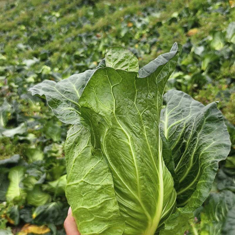 高山冷凉牛心甘蓝