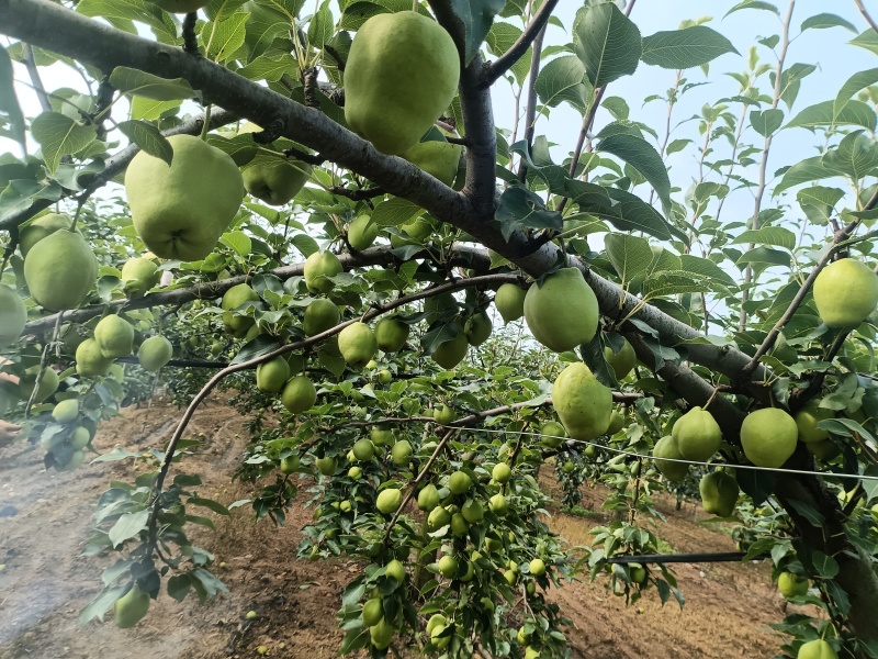 早酥梨，石猪沟家庭农场，自家果园，现摘现发