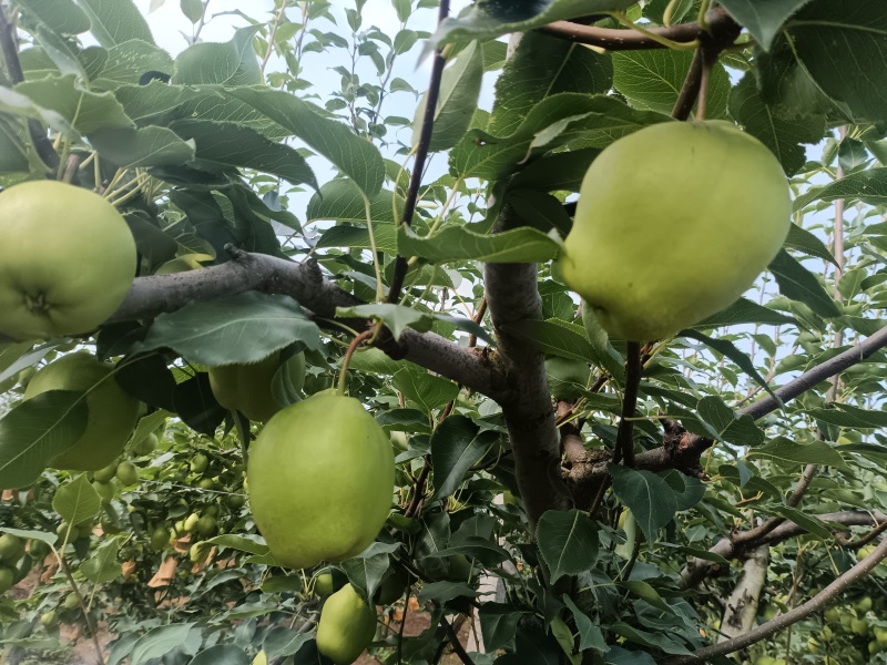 早酥梨，石猪沟家庭农场，自家果园，现摘现发