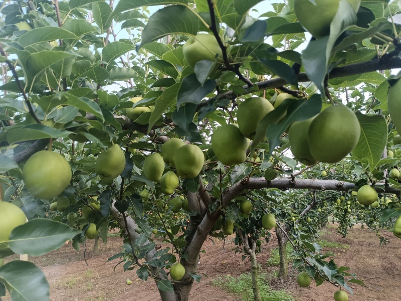 早酥梨，石猪沟家庭农场，自家果园，现摘现发