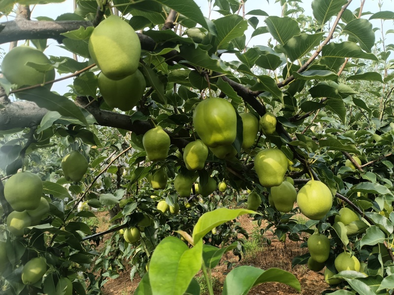 早酥梨，石猪沟家庭农场，自家果园，现摘现发