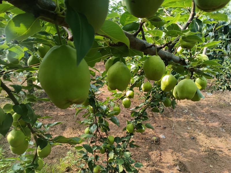 早酥梨，石猪沟家庭农场，自家果园，现摘现发