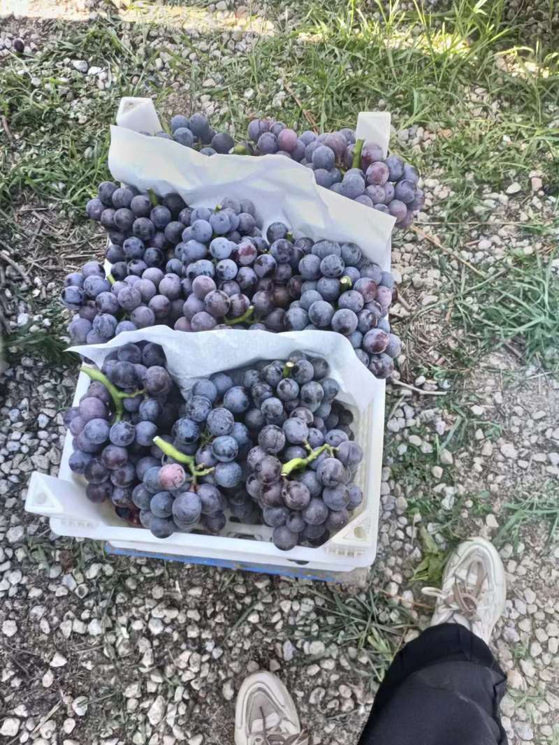 精品夏黑葡萄