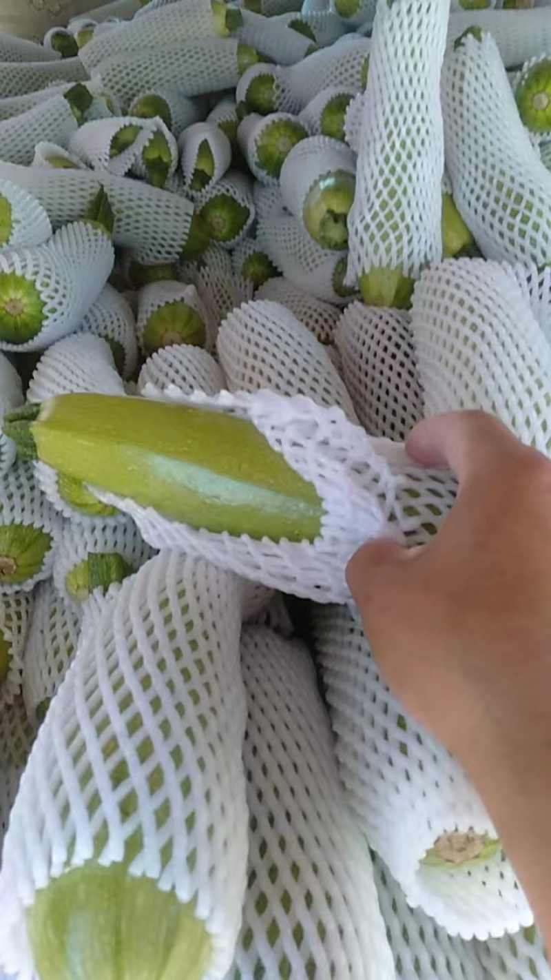 【实力代办】西葫芦现摘现发泡沫箱打包产地直发一手货源