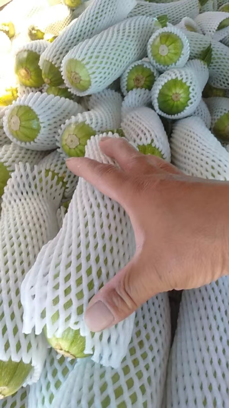 【实力代办】西葫芦现摘现发泡沫箱打包产地直发一手货源