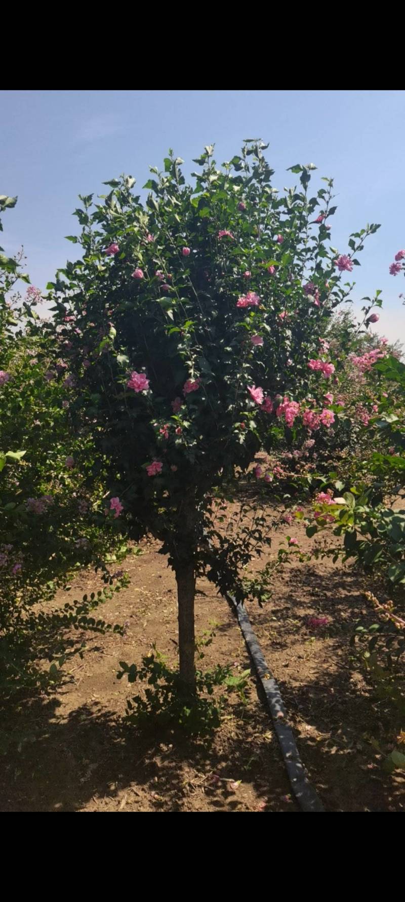 木槿