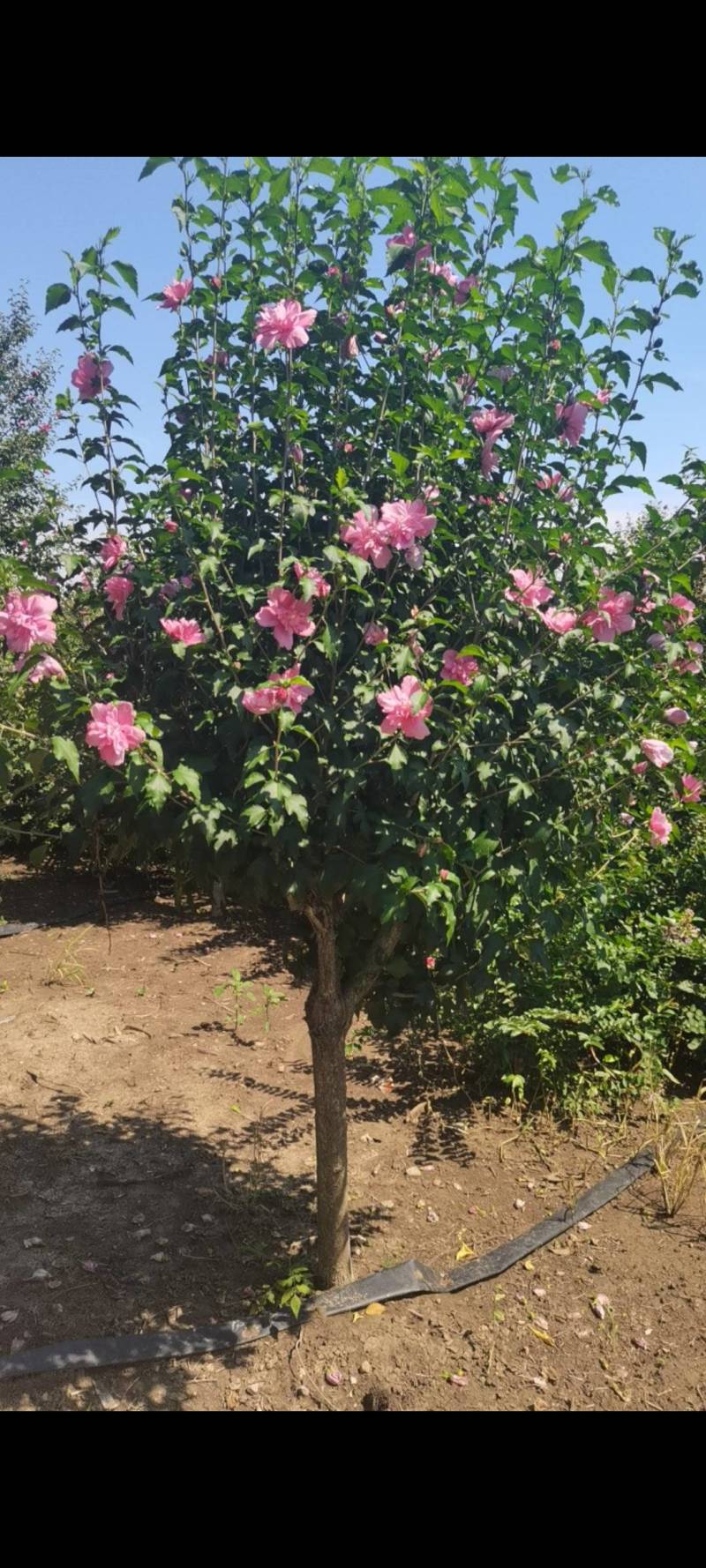 木槿