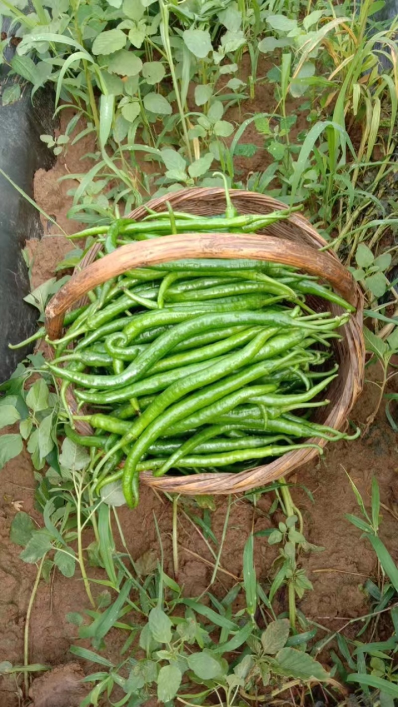 精品二荆条辣椒货源充足量大从优质量保证欢迎咨询