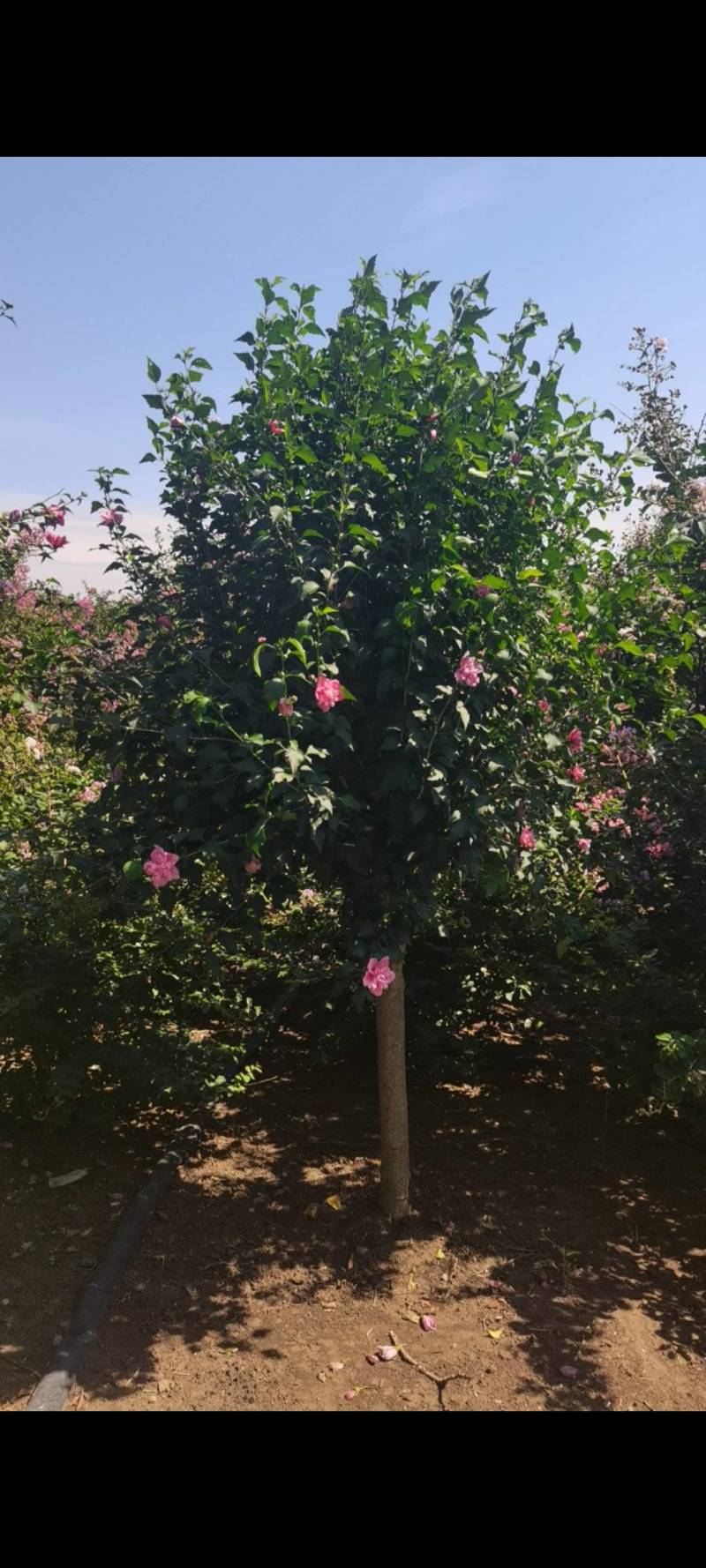 木槿